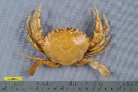 藏品(細點圓趾蟹)的圖片